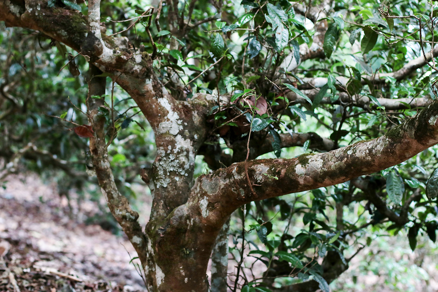 与众不同的南糯山古茶树,采茶需要会武功,这里的古茶树不一般