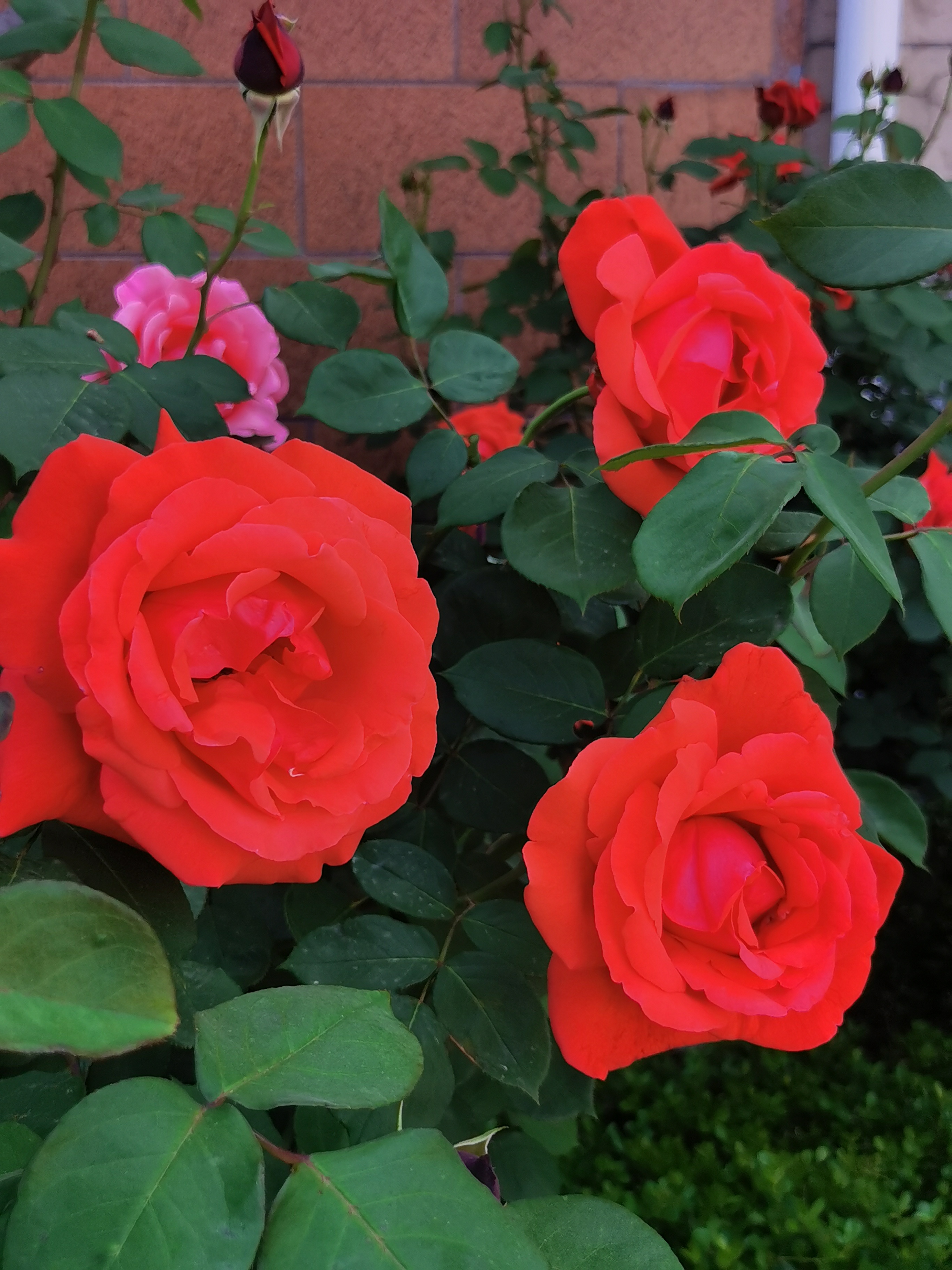 山下的月季花,开的怒放又欣喜