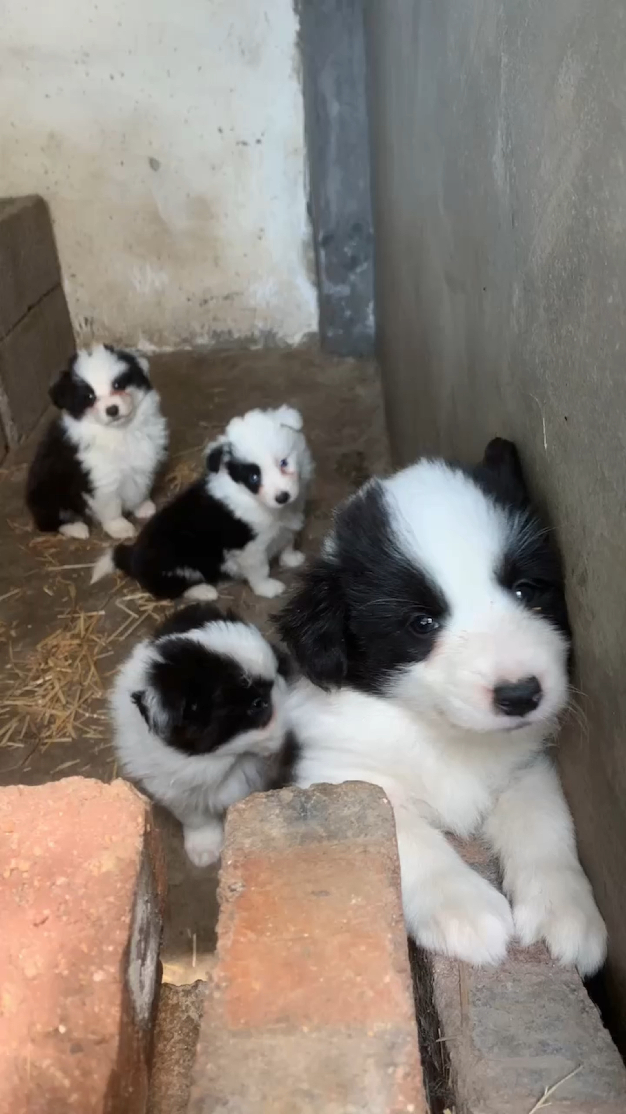 养狗日常记录边牧宝宝小时候