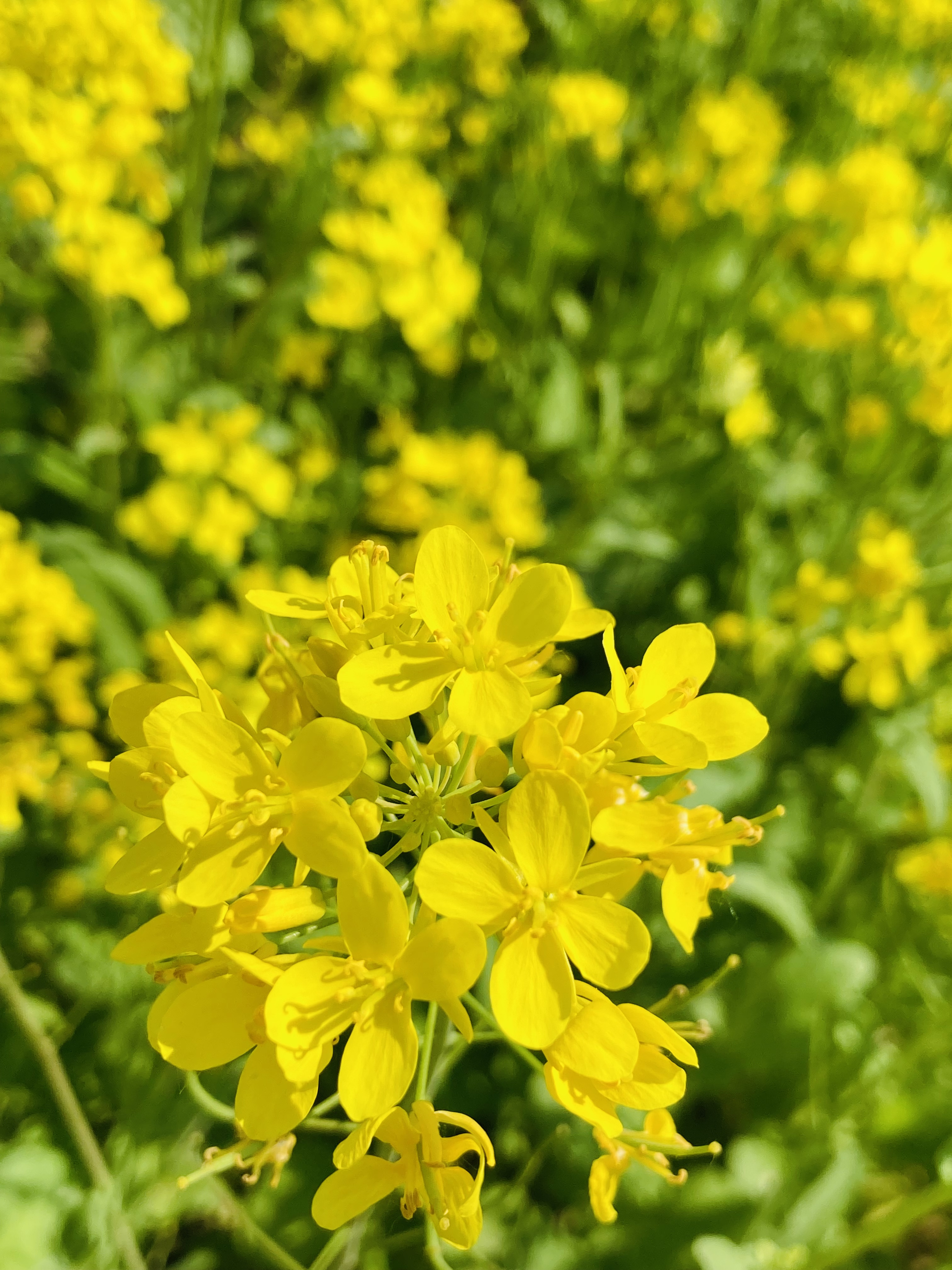 油菜花雄蕊图片