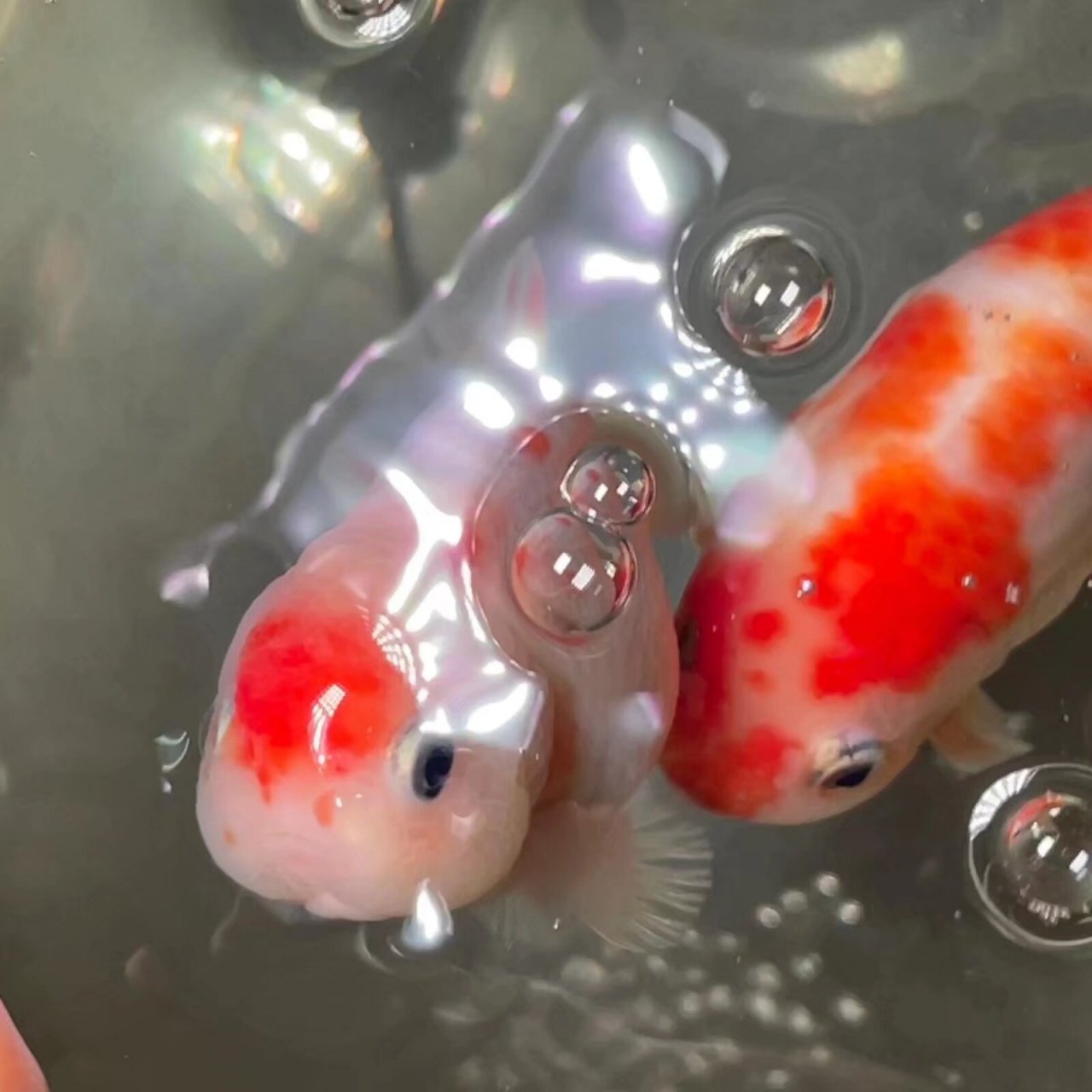 真的看到金鱼宝宝心情都会变得很好,太萌了,肉嘟嘟的小脸蛋,黑黑的