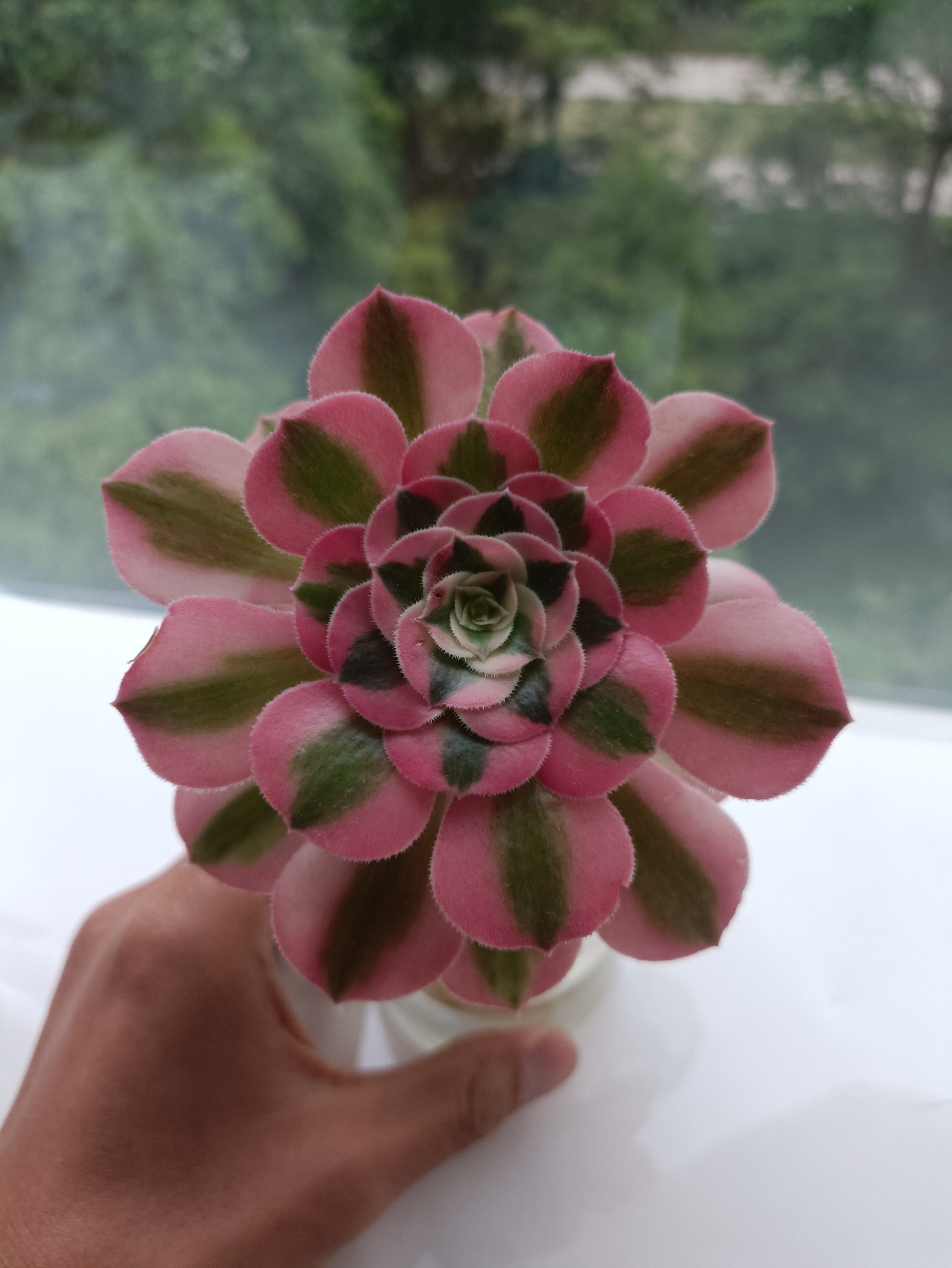 多肉本身也算是草本植物,水培还是很容易的