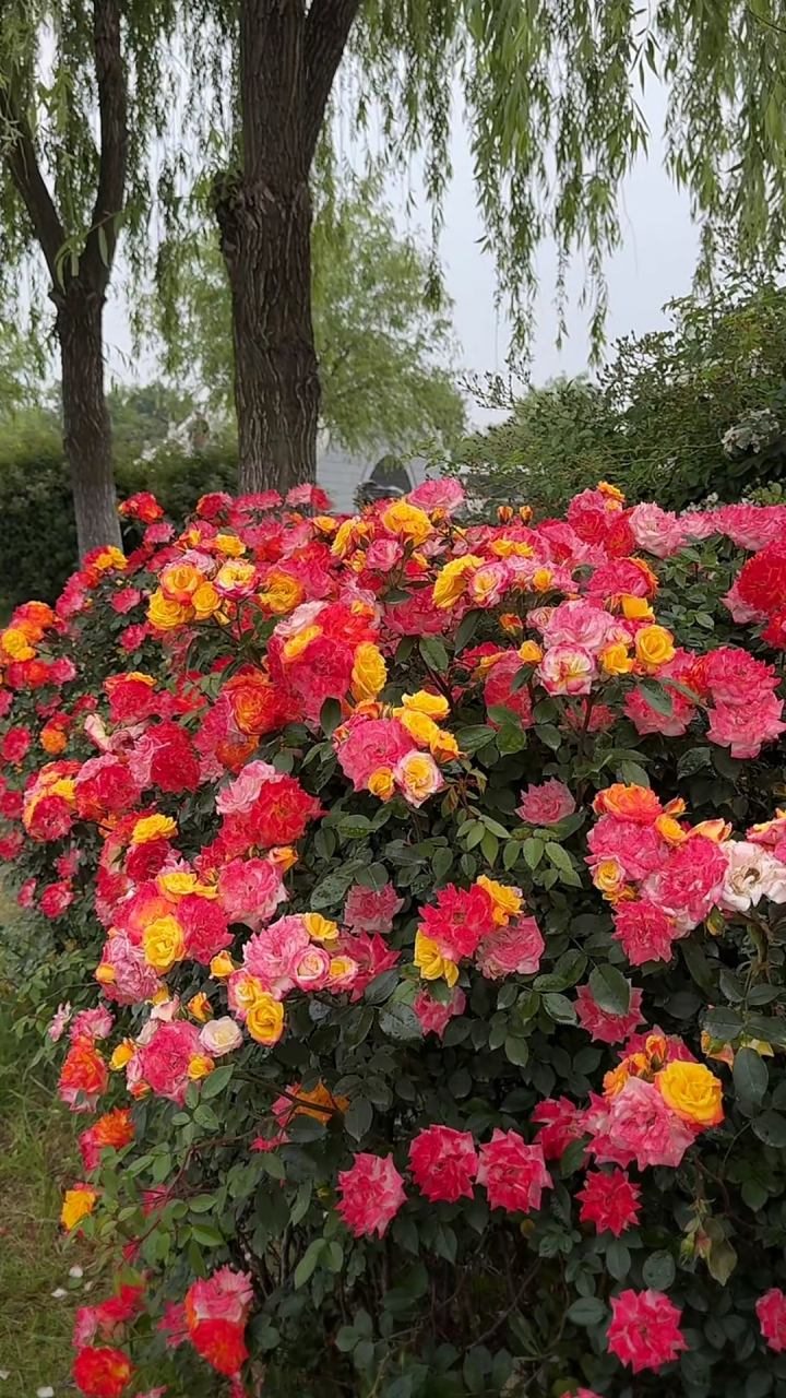 月季# 《彩色月季花》  缤纷月季绽芳丛, 五彩斑斓映碧空.