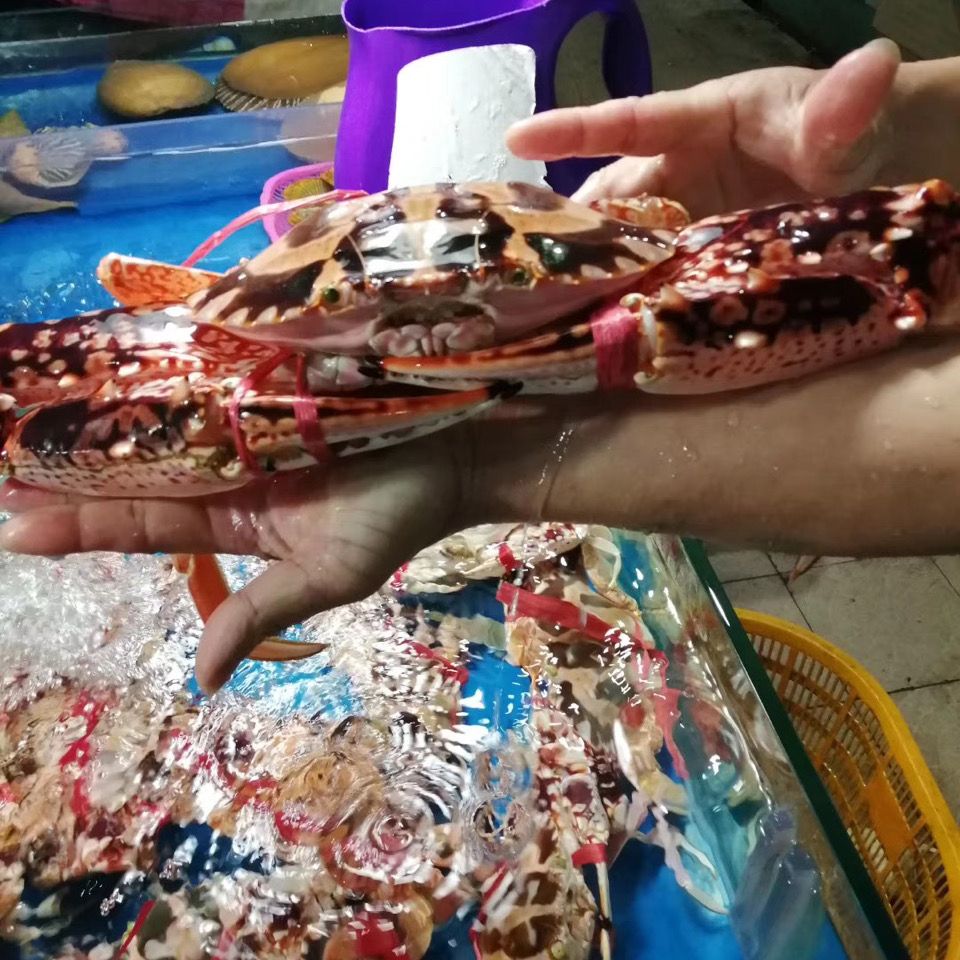 膏满肉肥,味美鲜香——野生特大红花蟹,海的美味带回家!