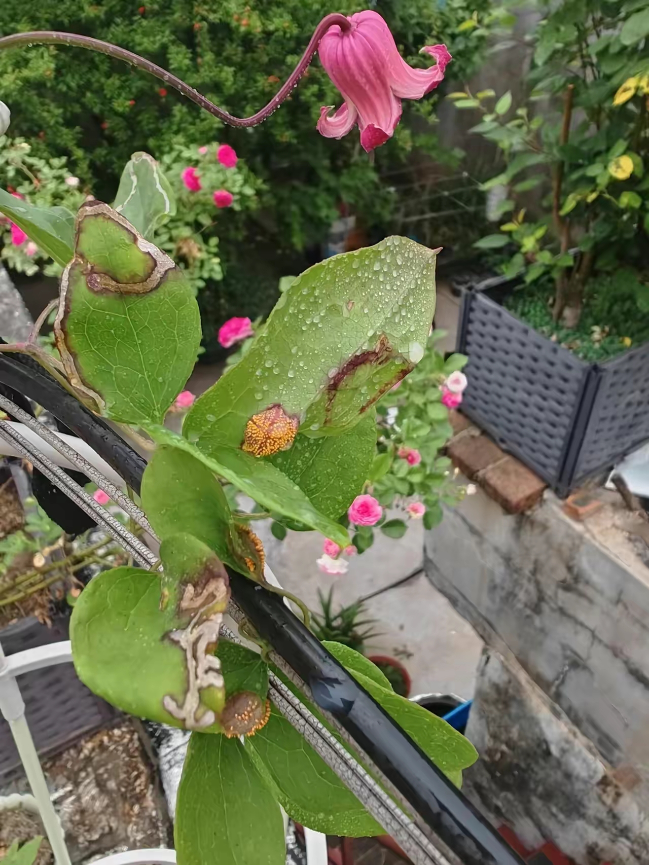 我的铁线莲好像生了很多毛辣子,上网查了资料才知道是锈病,需要把病