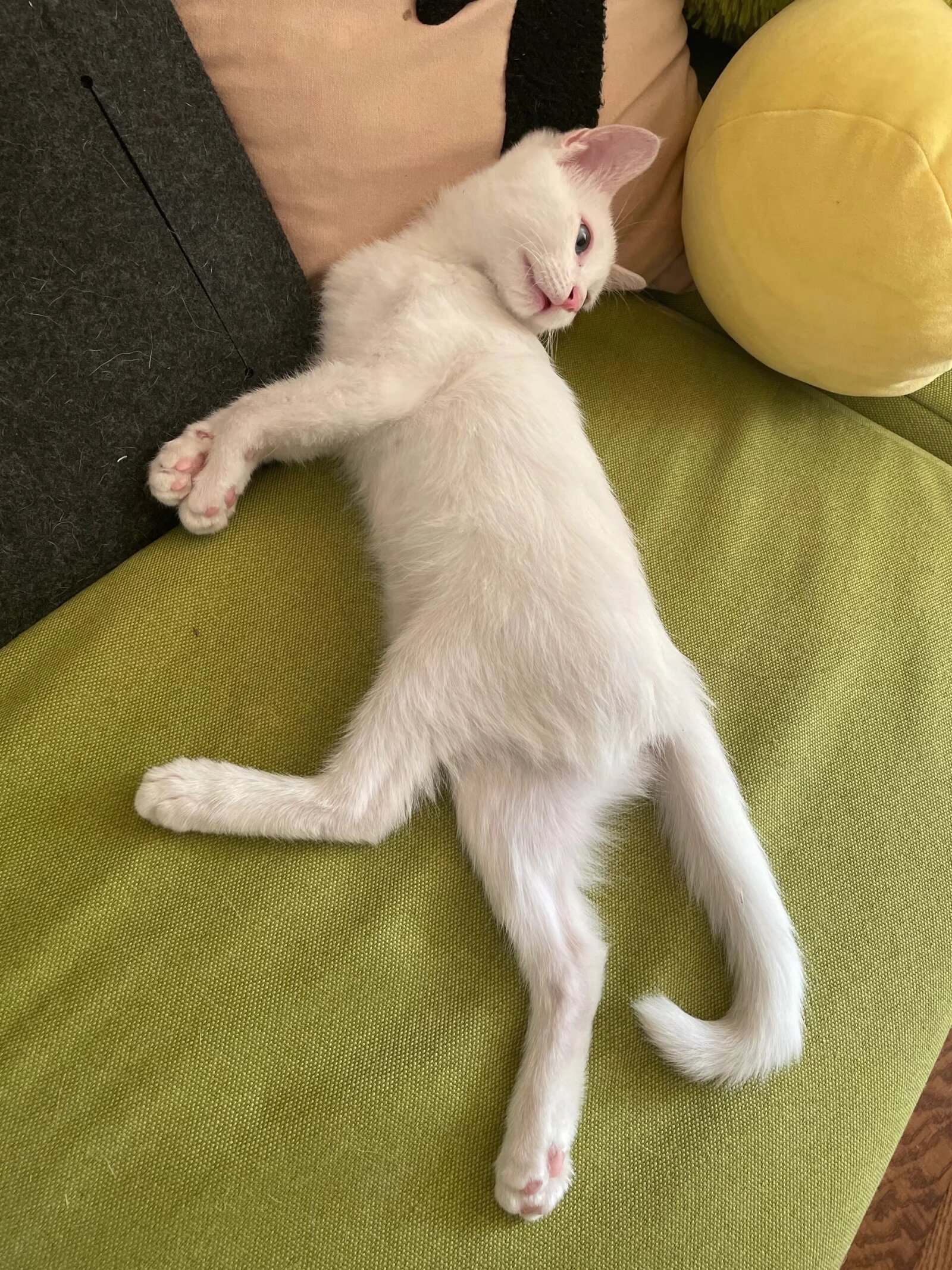 哇哦,这只小猫的动作好妖娆啊,真是单身久了,看猫都觉得眉清目秀的,这