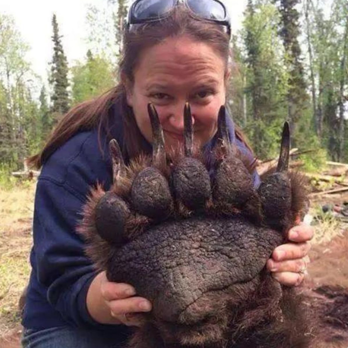 这是成年棕熊的前掌,看起来十分恐怖,尤其是和图片中女人的头做一下
