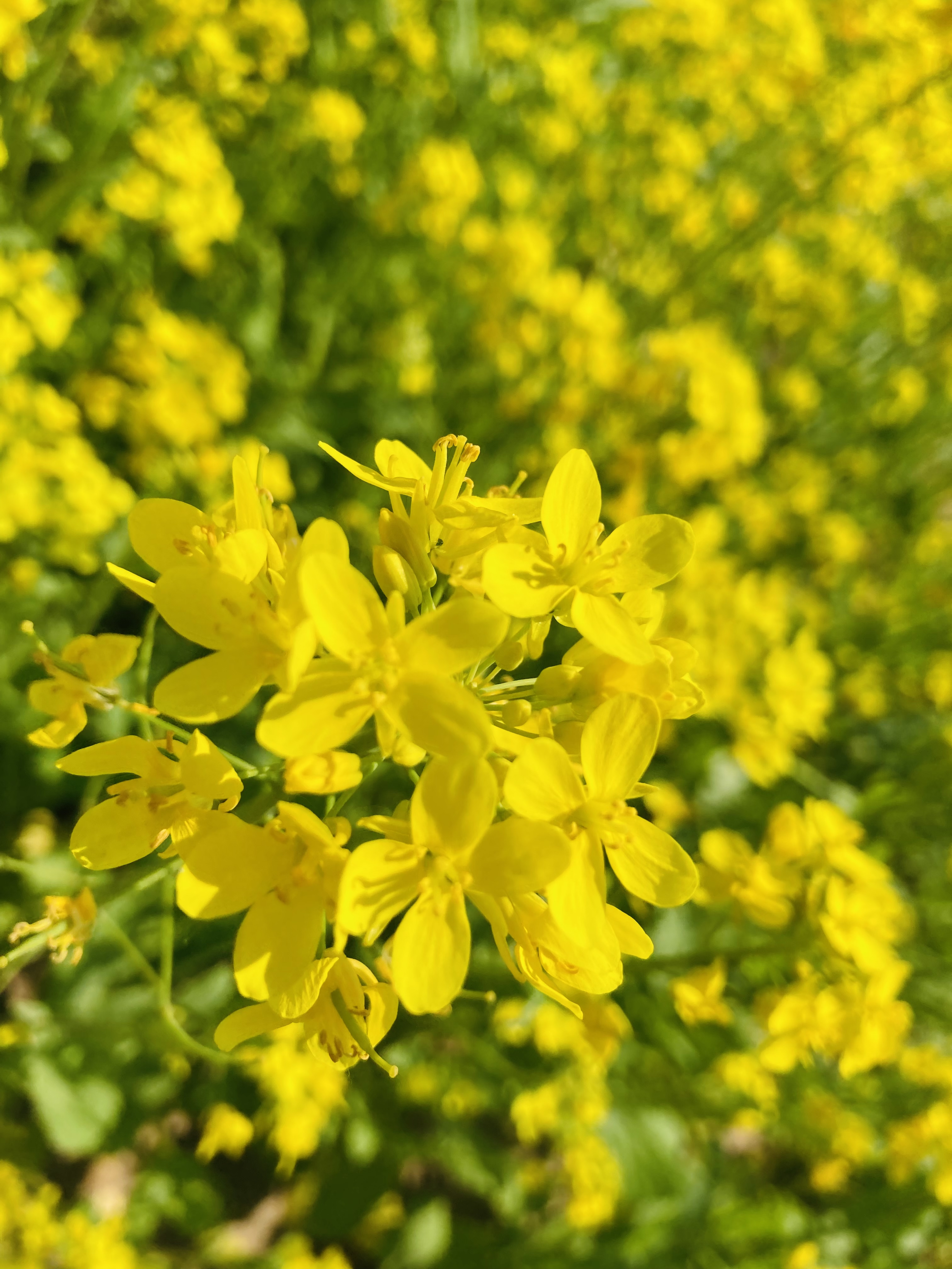 油菜花雄蕊图片