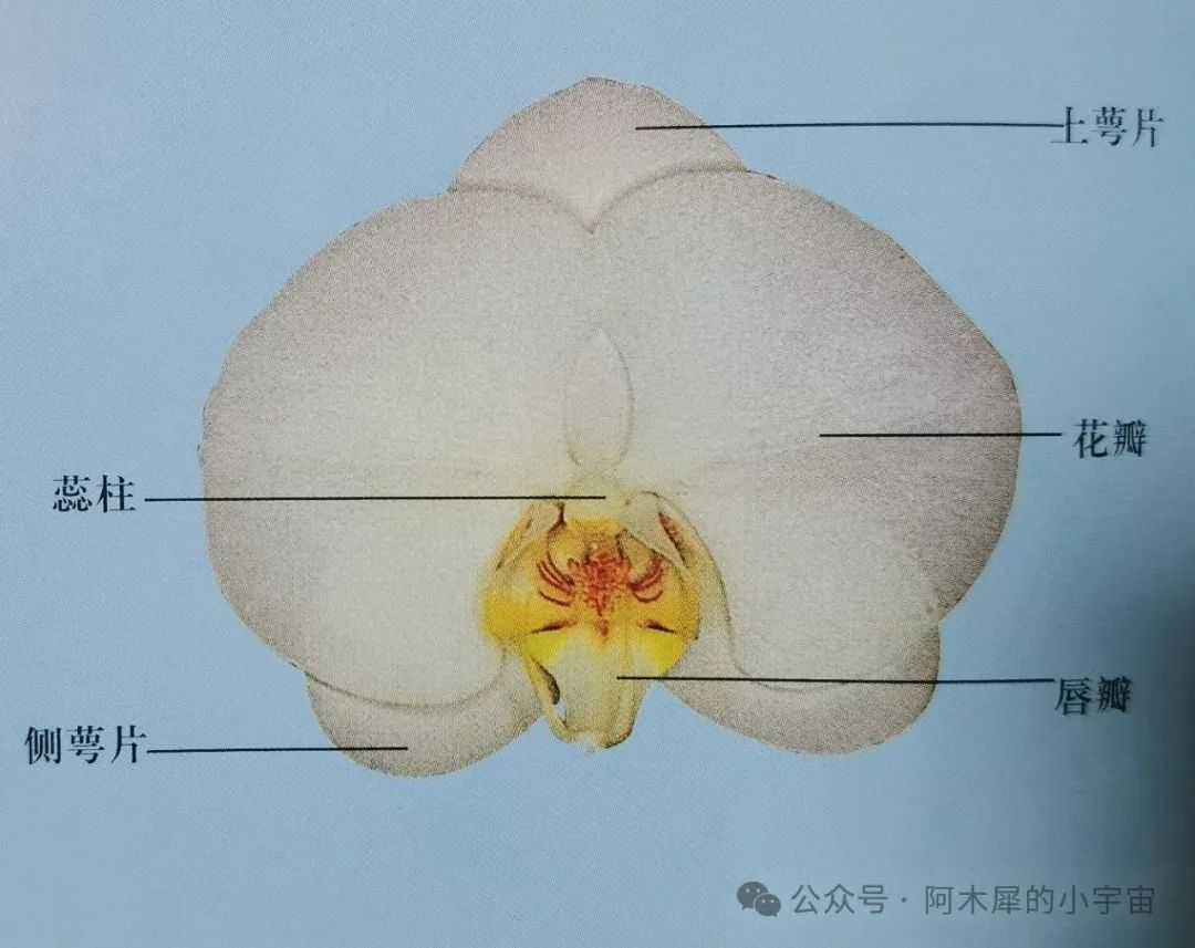 蝴蝶兰种子解剖示意图图片