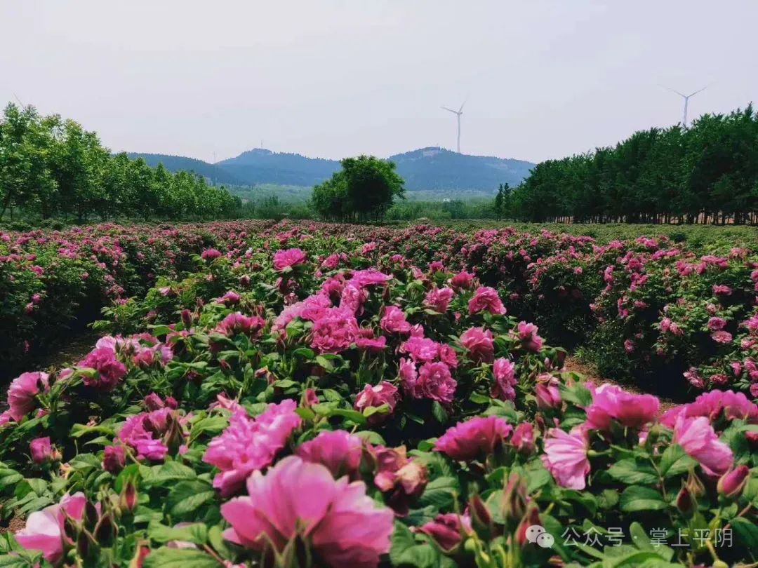 平阴玫瑰花济南专卖店图片