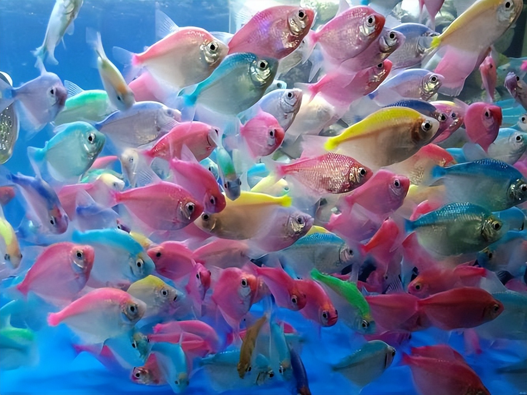 与彩裙鱼的人工染色不同.