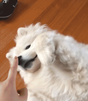 精力旺盛,拆家小能手萨摩耶虽然看起来温顺可爱,但实际上