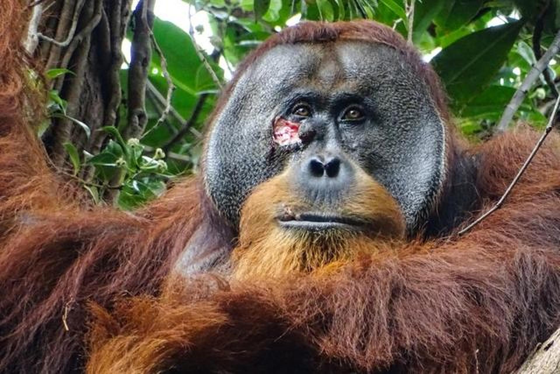 红毛猩猩首次被发现用药草处理伤口  最新《科学报告》揭示,雄性