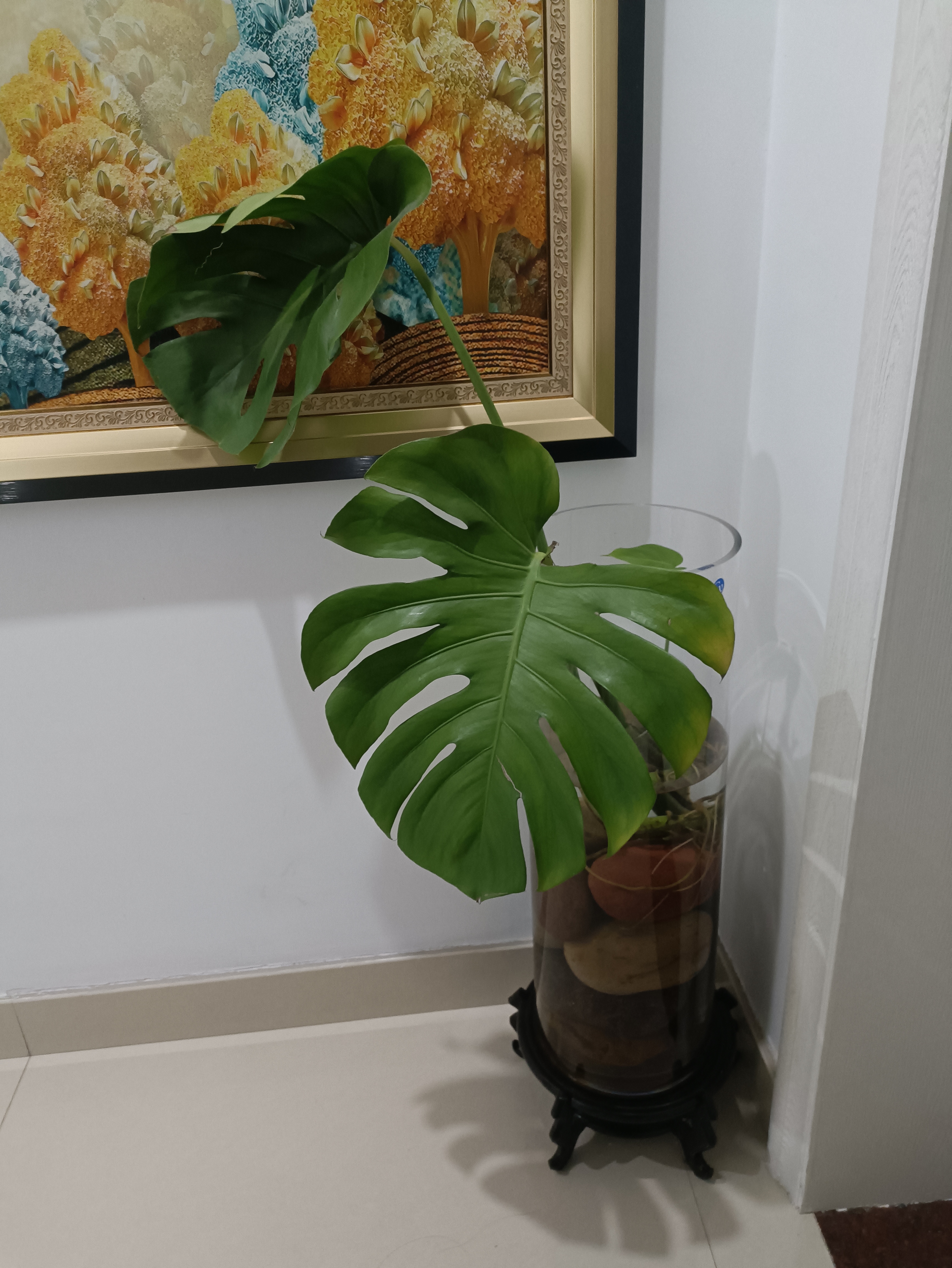 看看我家的水培龟背竹,水培了一年左右了吧.