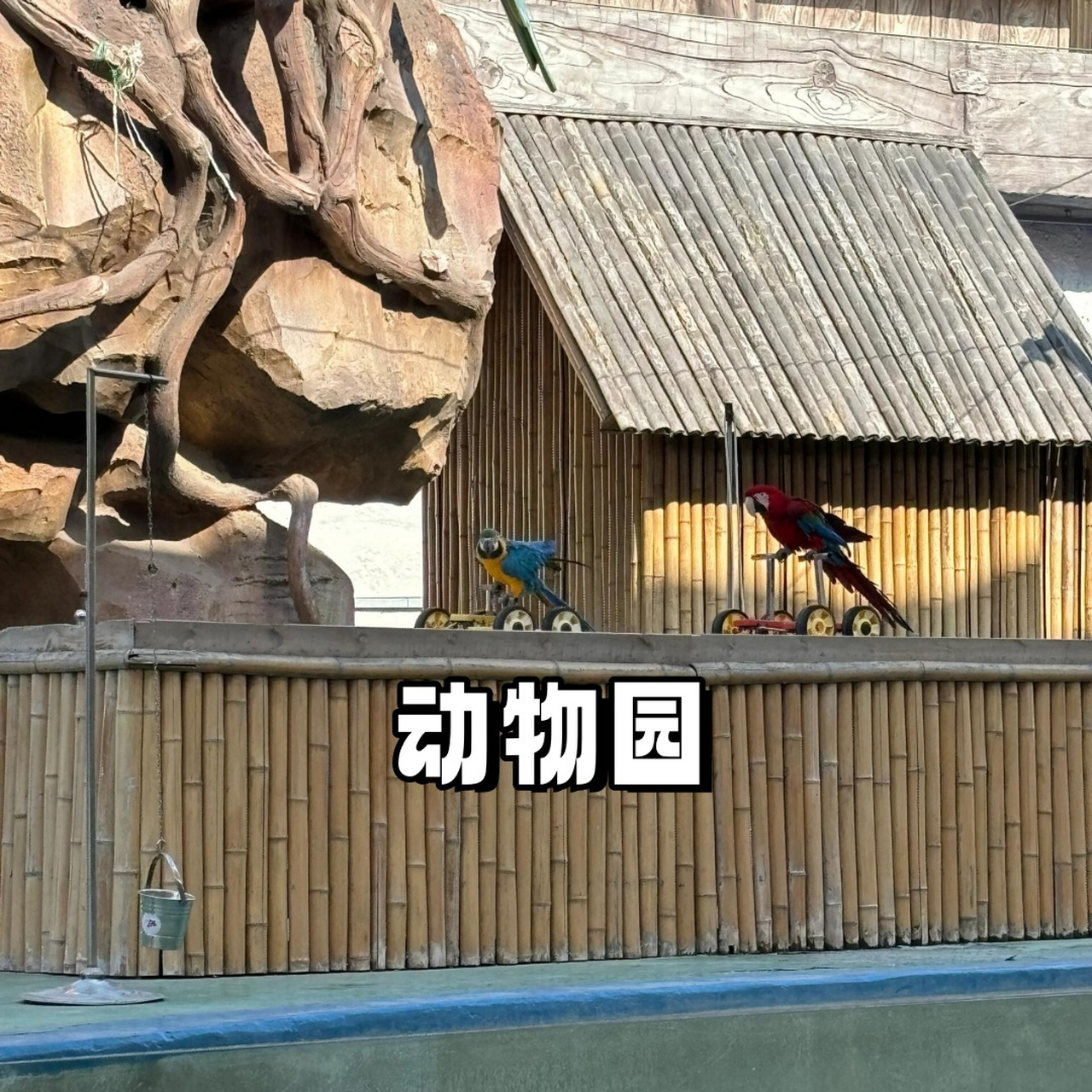 德州动植物园  9015小长假或周末,来德州动植物园,让你的心灵得到