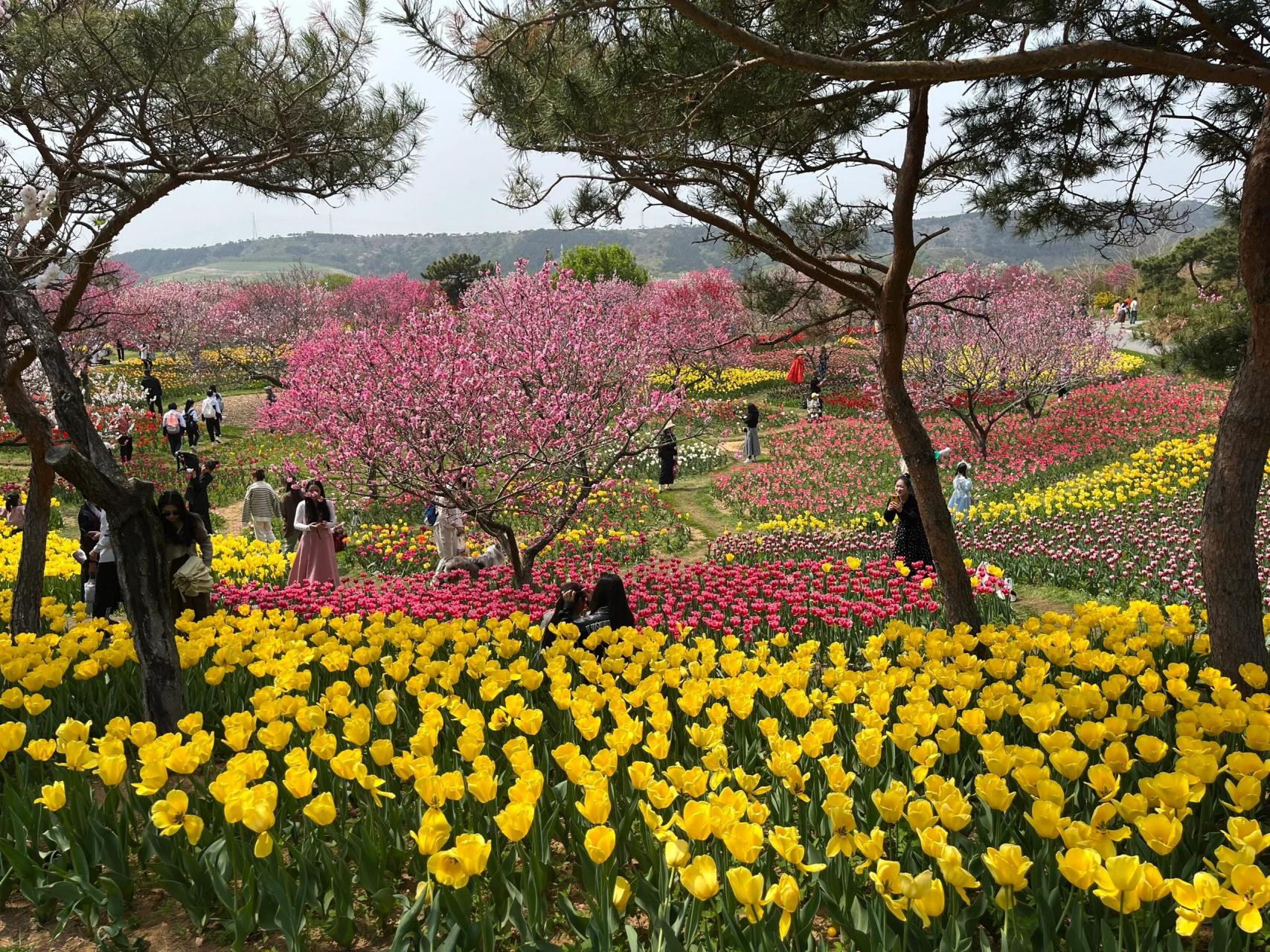 大连英歌石植物园门票图片