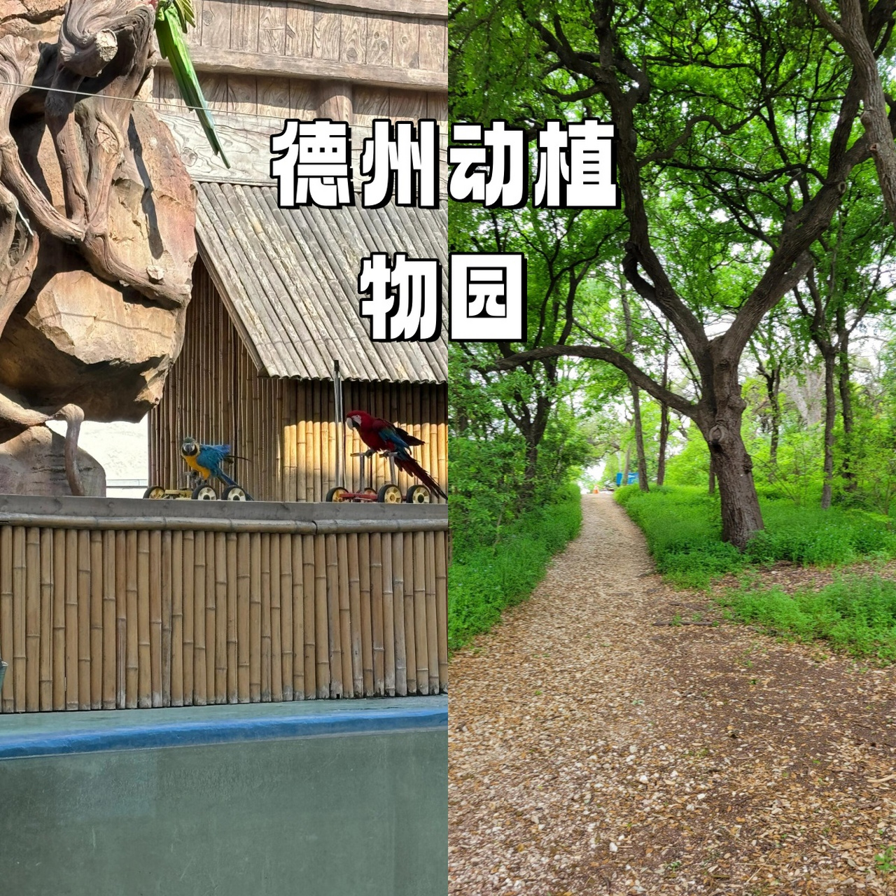 德州动植物园  9015小长假或周末,来德州动植物园,让你的心灵得到