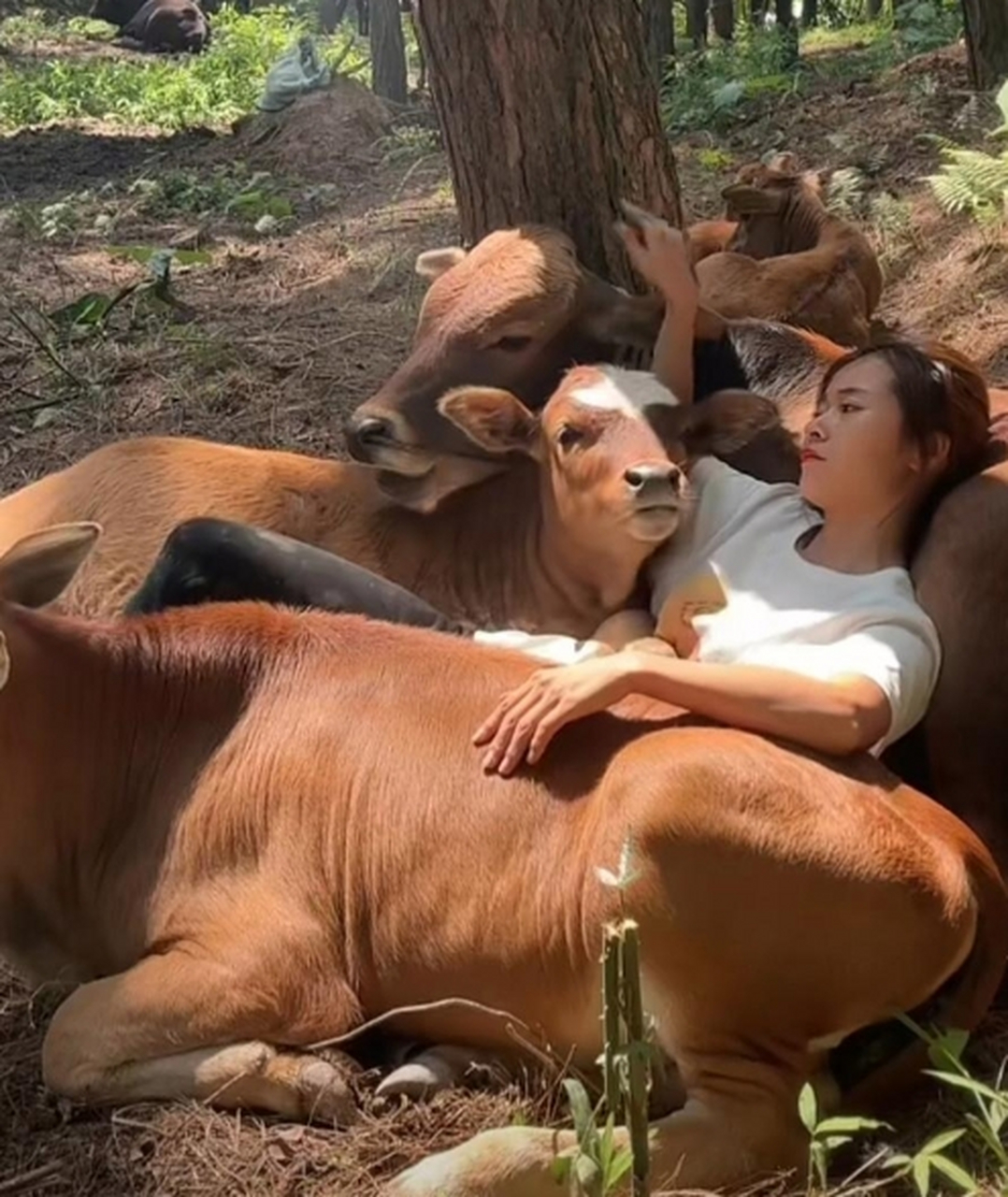 放开那些牛让我来,左拥右抱