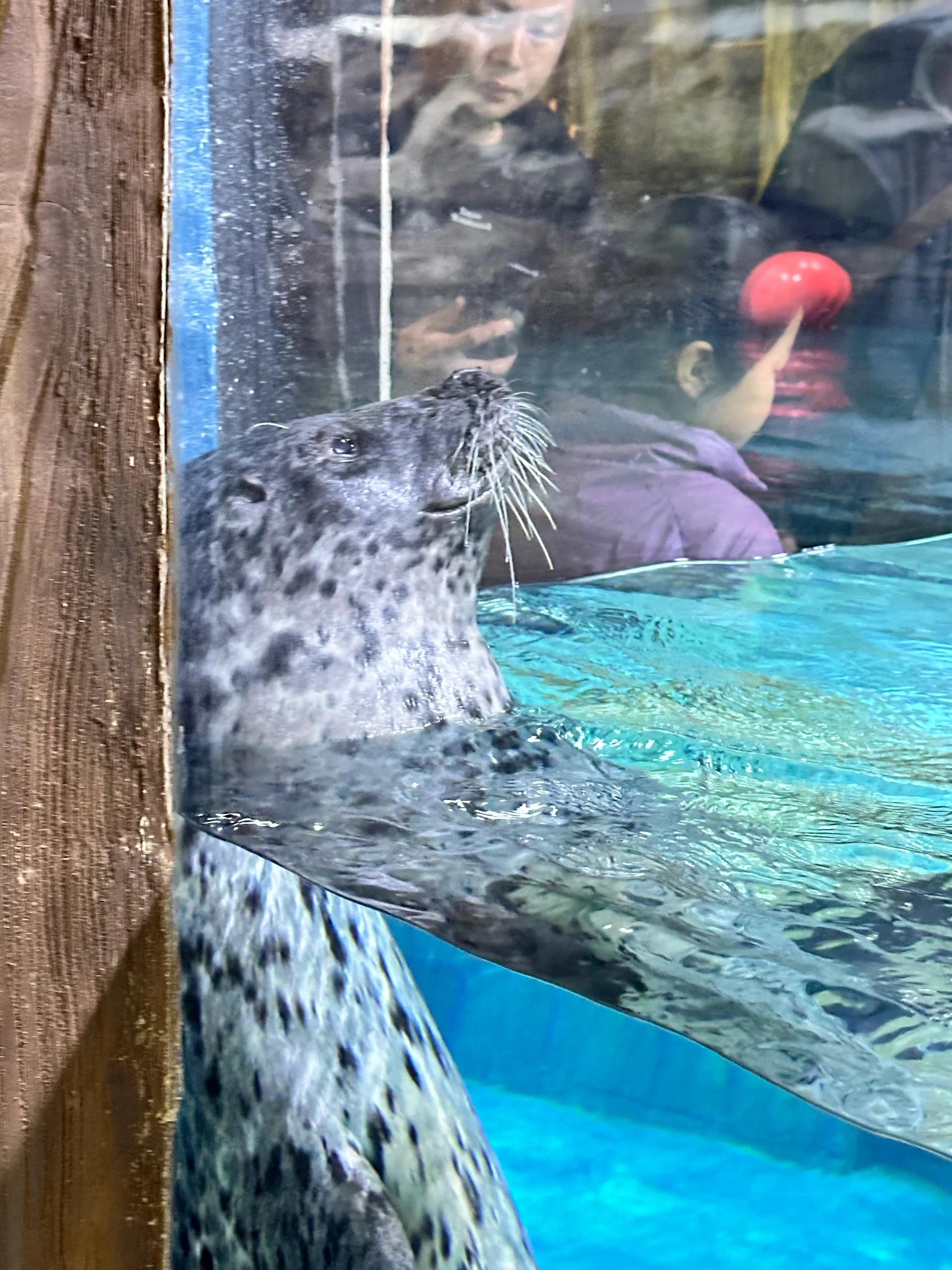 郑州海洋馆门票到底值不值这个价?