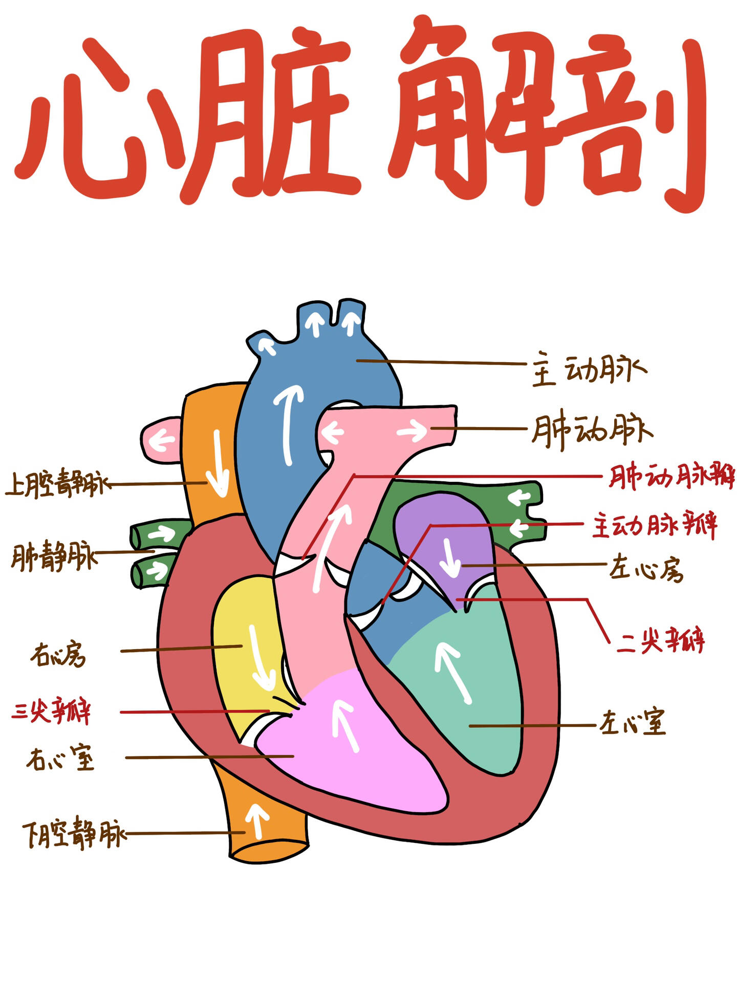 心脏瓣膜循环示意图图片