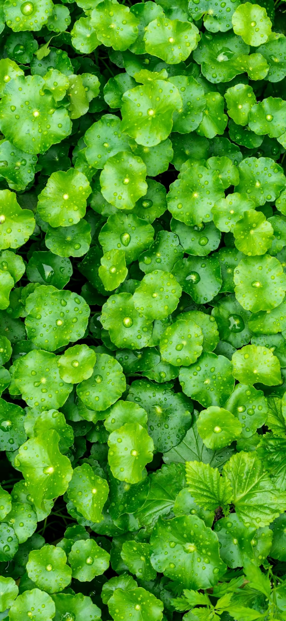 绿色护眼壁纸,小清新的绿色呦 #五一放个松