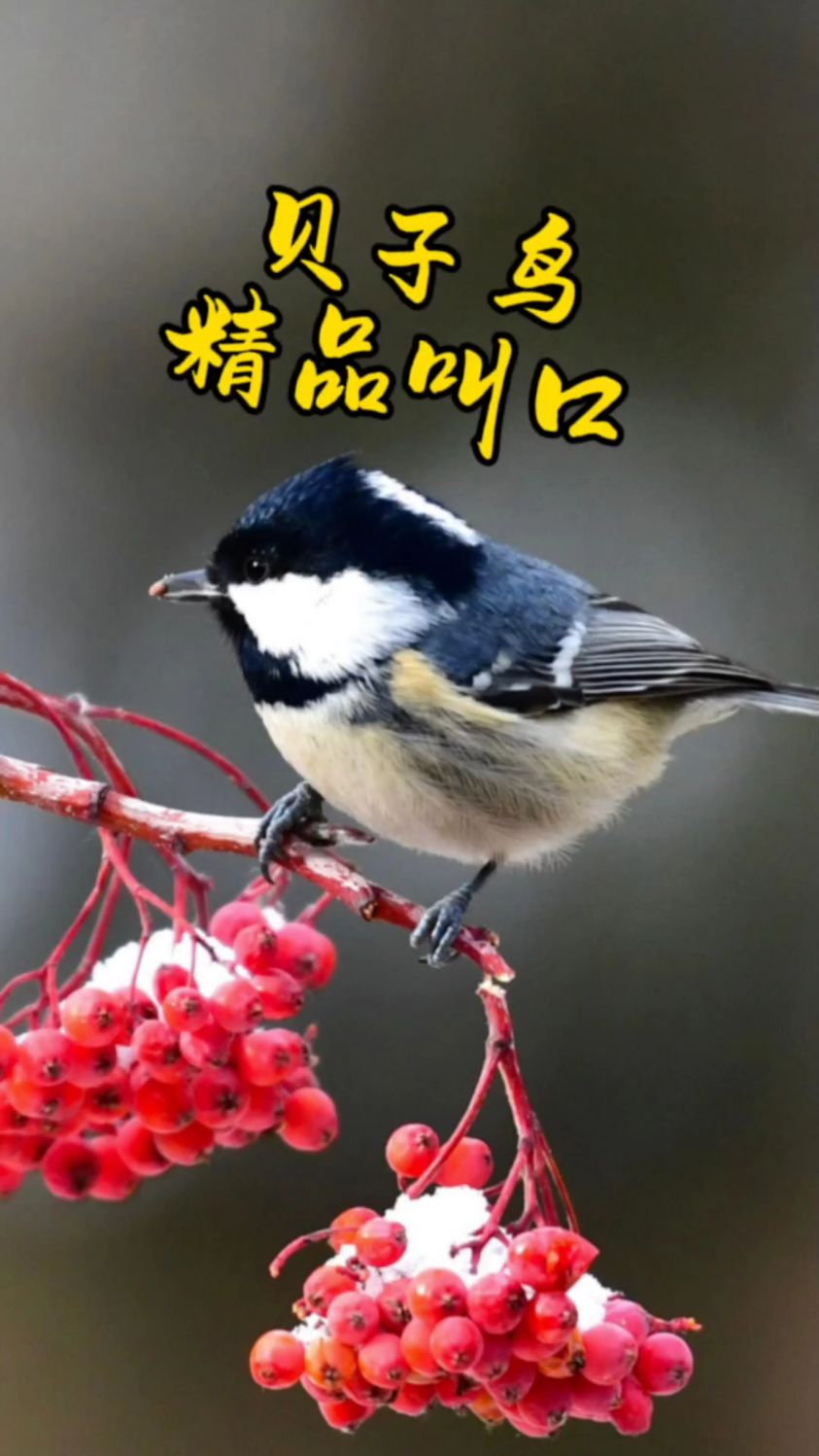 贝子鸟精品叫口,唱的太好听了