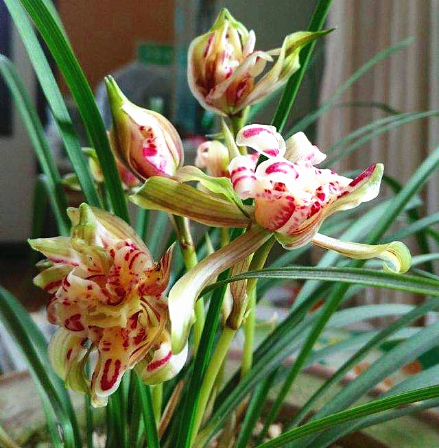 春兰"奇花"的代表,花香,花型都是一绝,基本没啥缺点,确实美