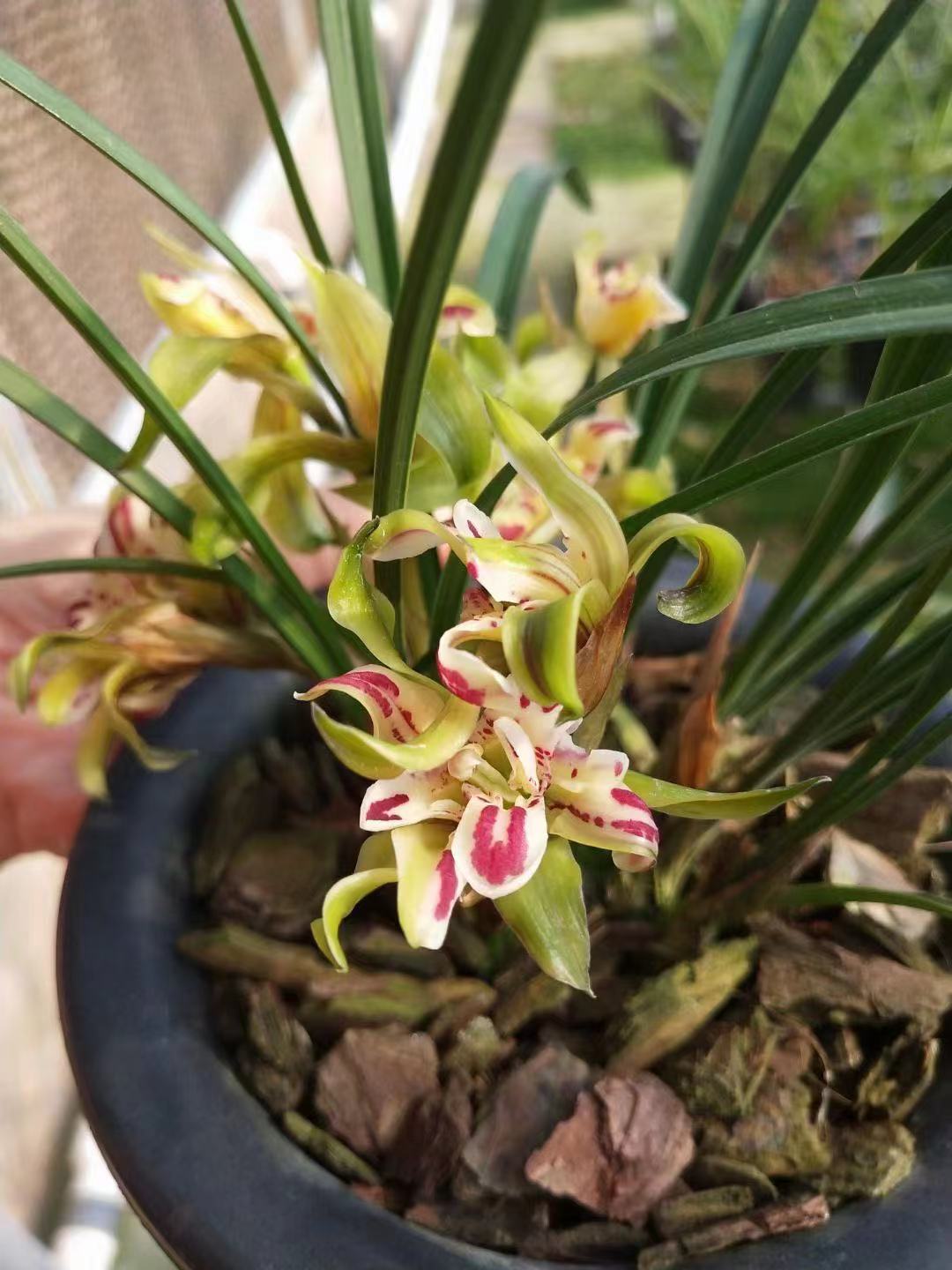 春兰"奇花"的代表,花香,花型都是一绝,基本没啥缺点,确实美