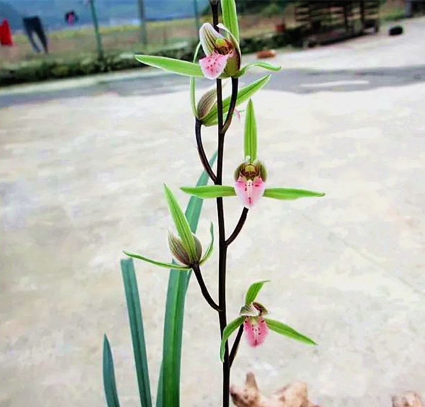 真正懂兰之人,都会选这种下山寒兰,珍贵老种,香味更浓,很高级