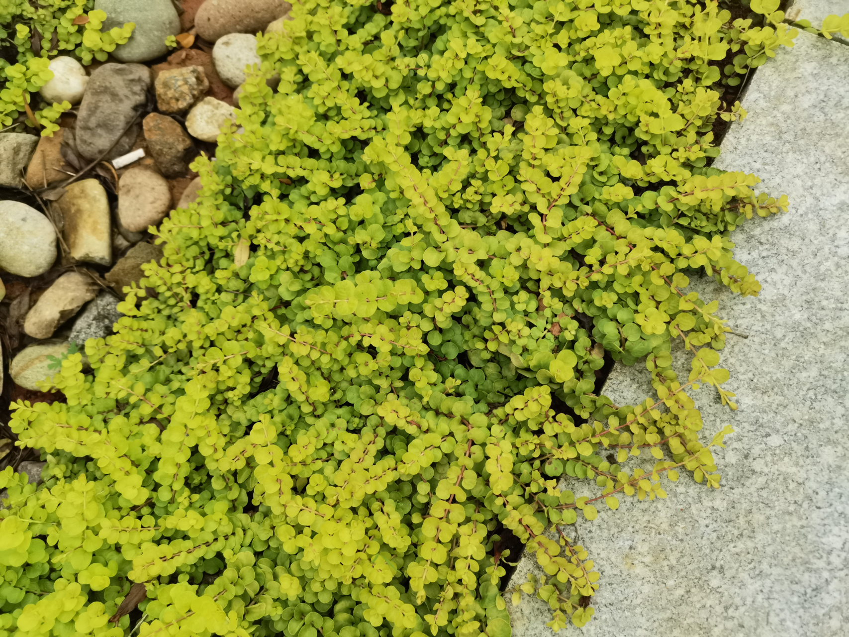 人行道旁种了很多金叶过路黄,趴在地上就像地毯一样,摸起来很柔软