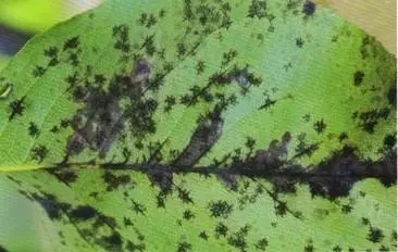 防治梨树黑星病在雨水多的5月份要提前进行
