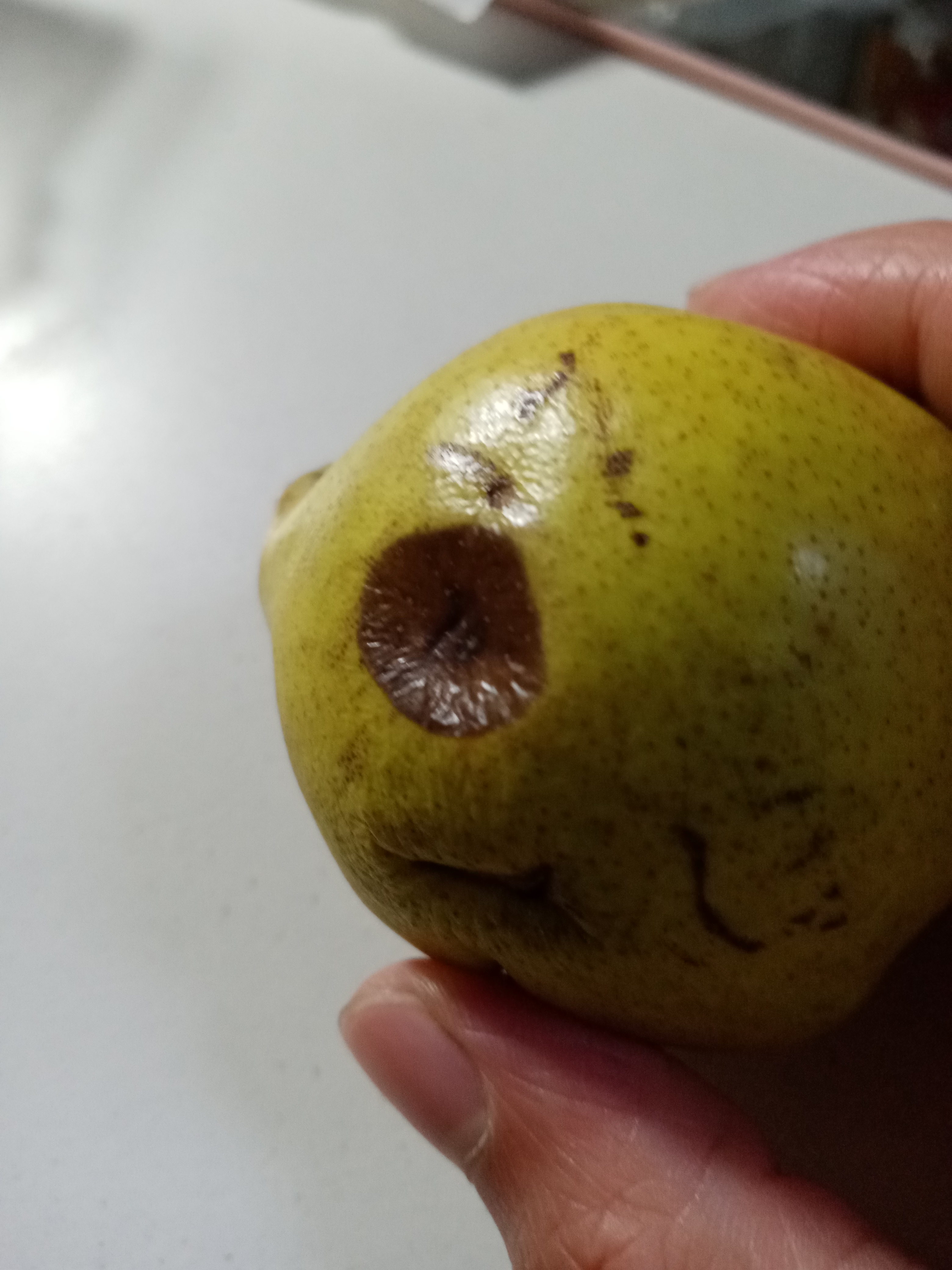 一只腐烂的梨