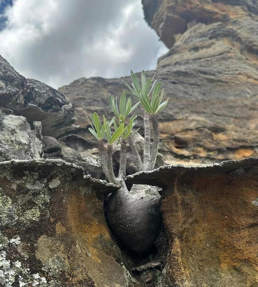 这究竟是什么植物呀?生命力实在是太旺盛了!