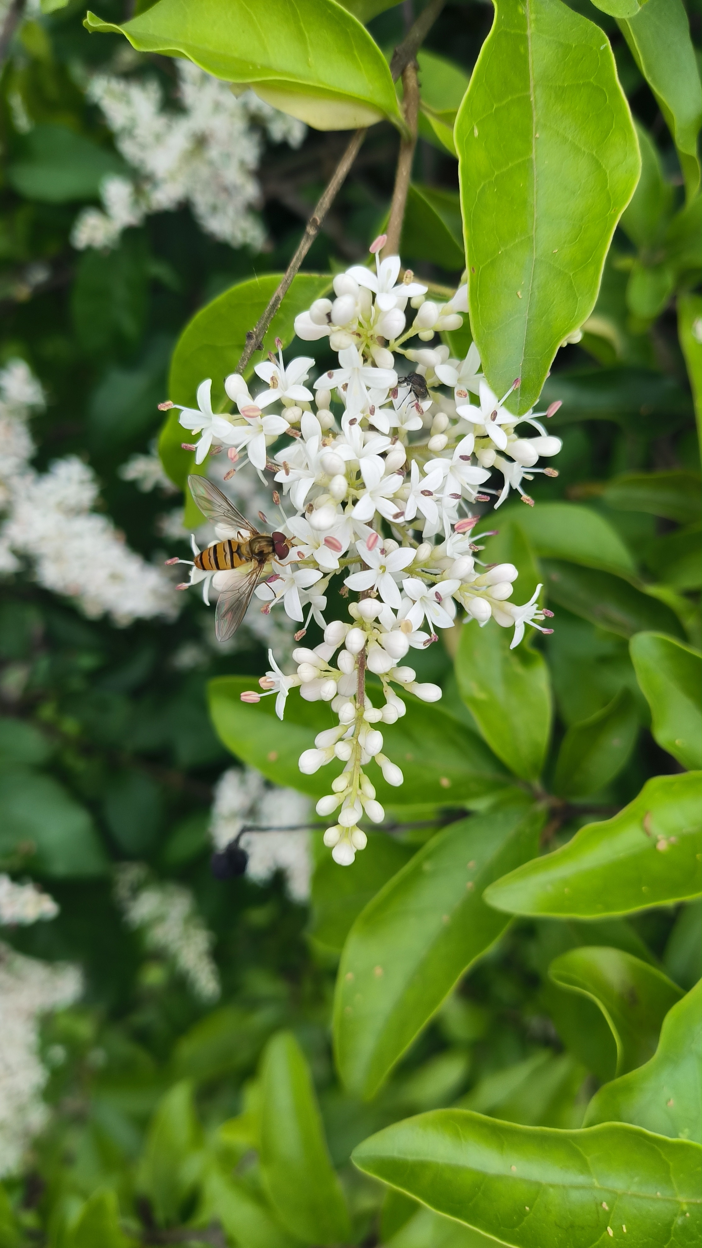 天气晴好,于是带着孩子和先生一起走绿道.