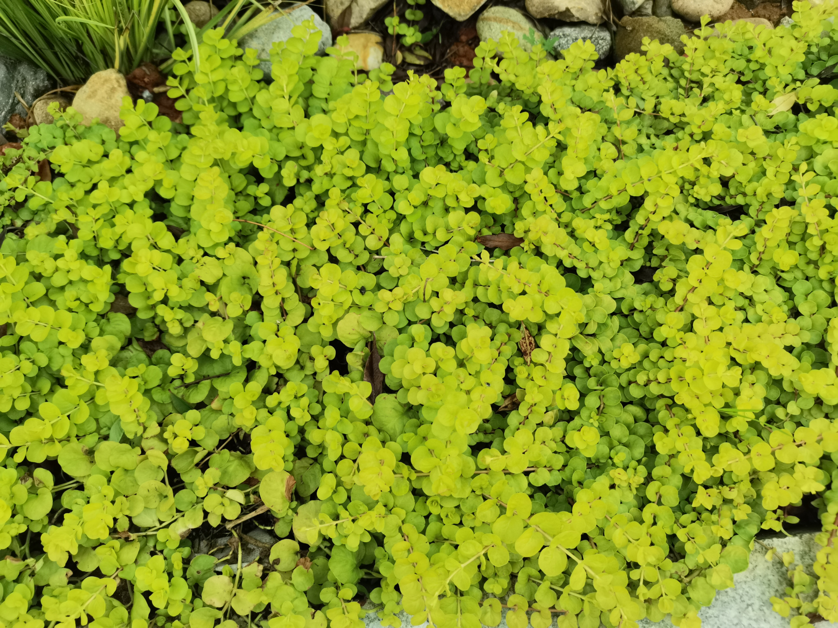 人行道旁种了很多金叶过路黄,趴在地上就像地毯一样,摸起来很柔软