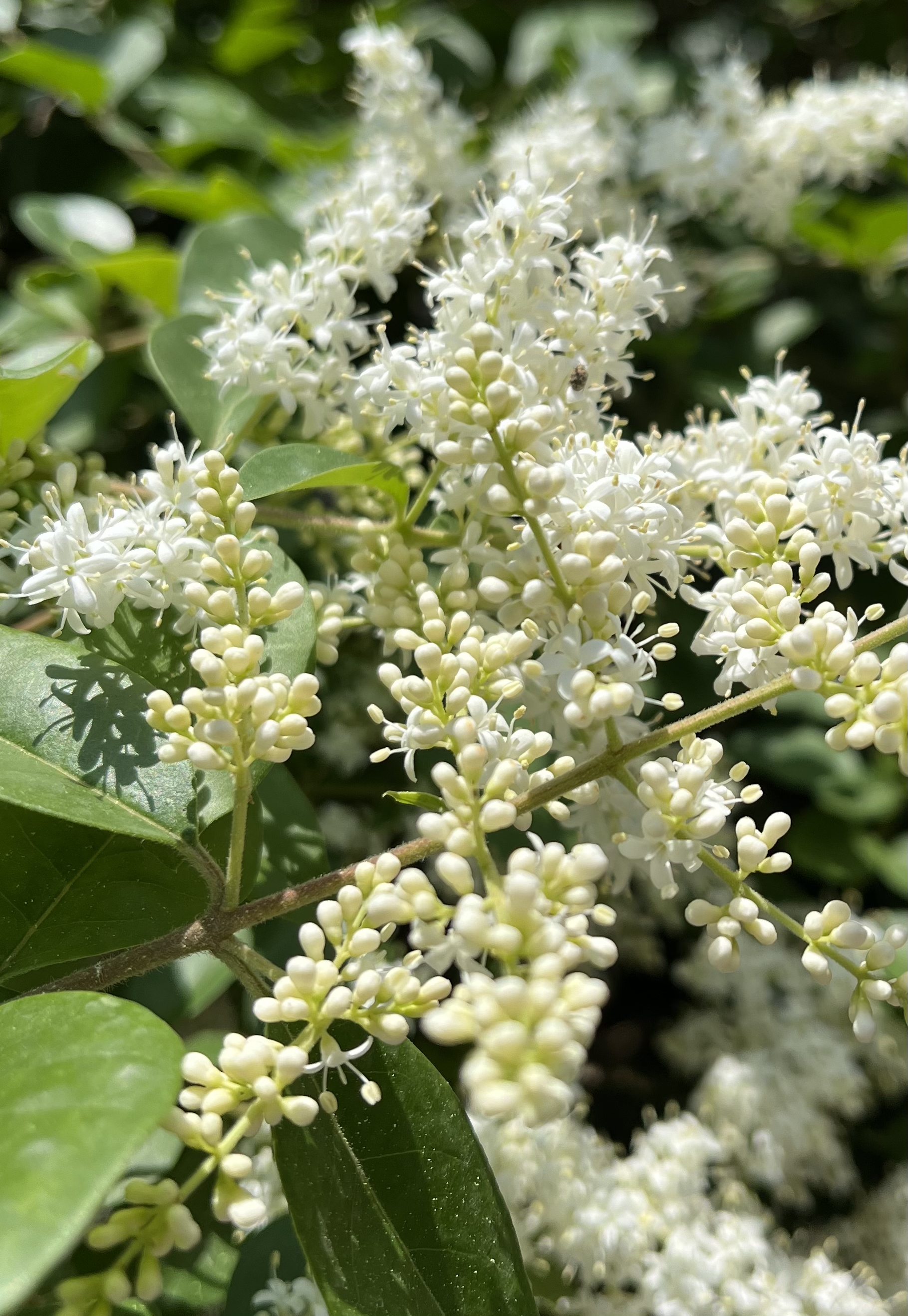 小叶木本花卉图片大全图片