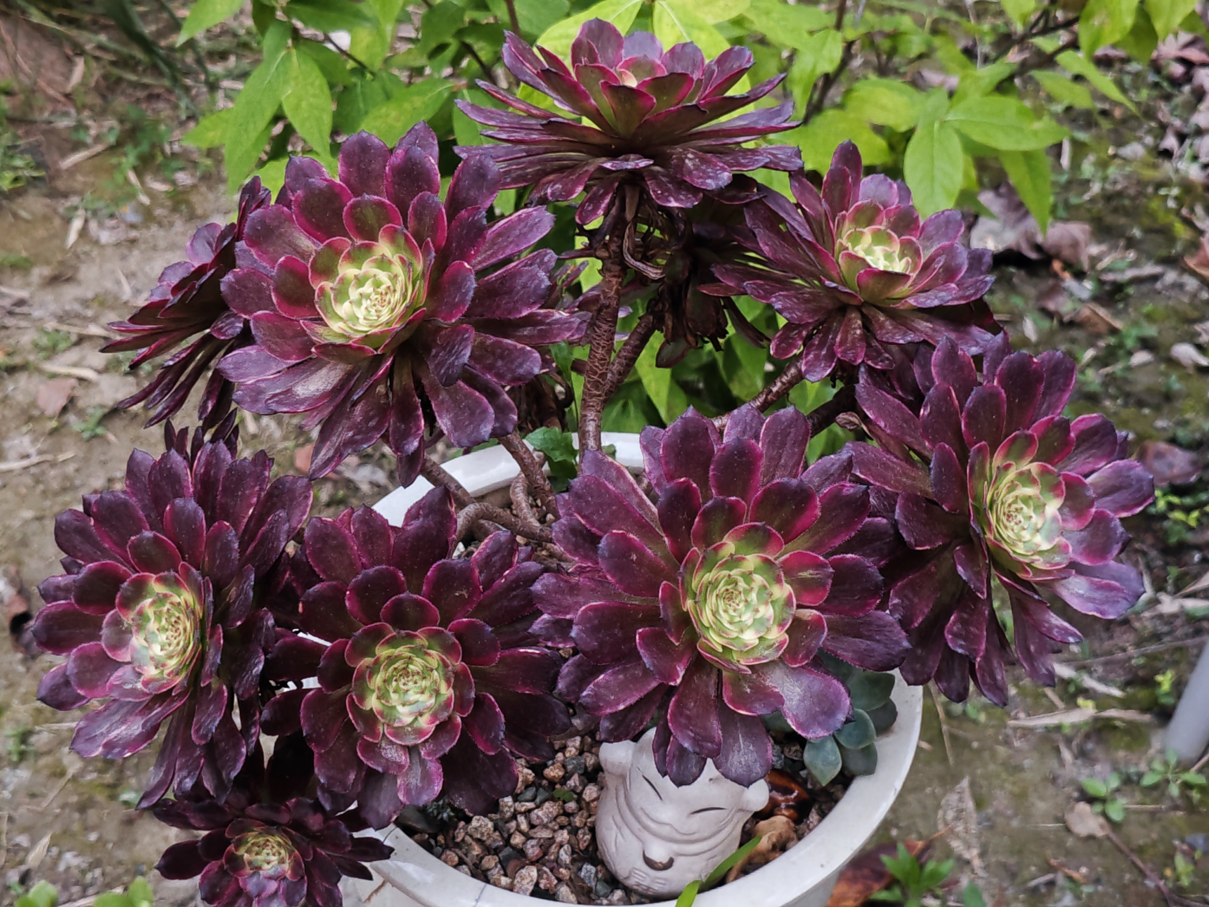 [耶耶耶][耶耶耶]