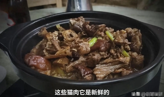 广东人居然喜欢吃猫,真是拿自己健康当儿戏,网友吃猫犯法吗