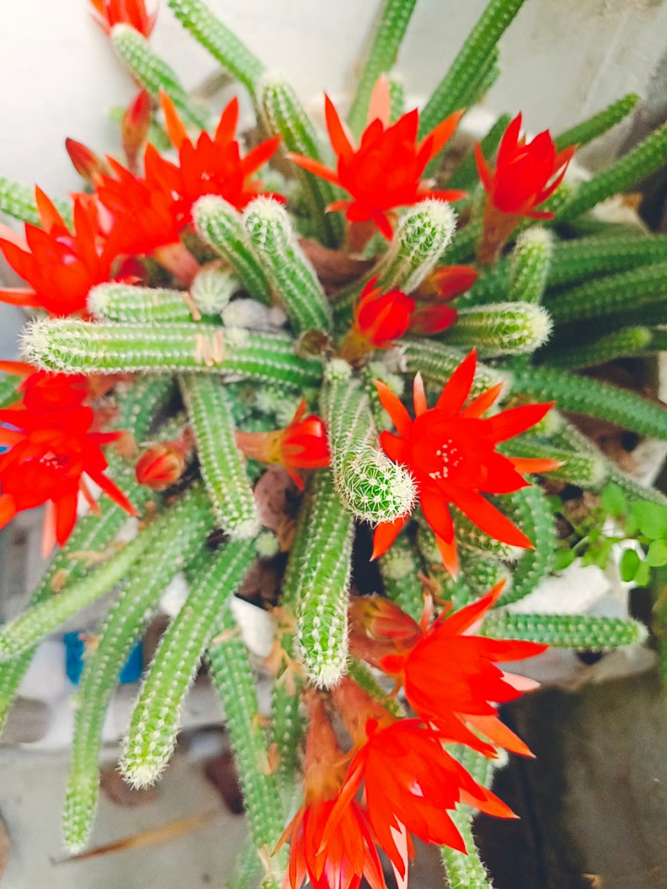 原来多肉"毛毛虫"的花也可以这么靓丽,据说它还有一个名字叫"仙人指"