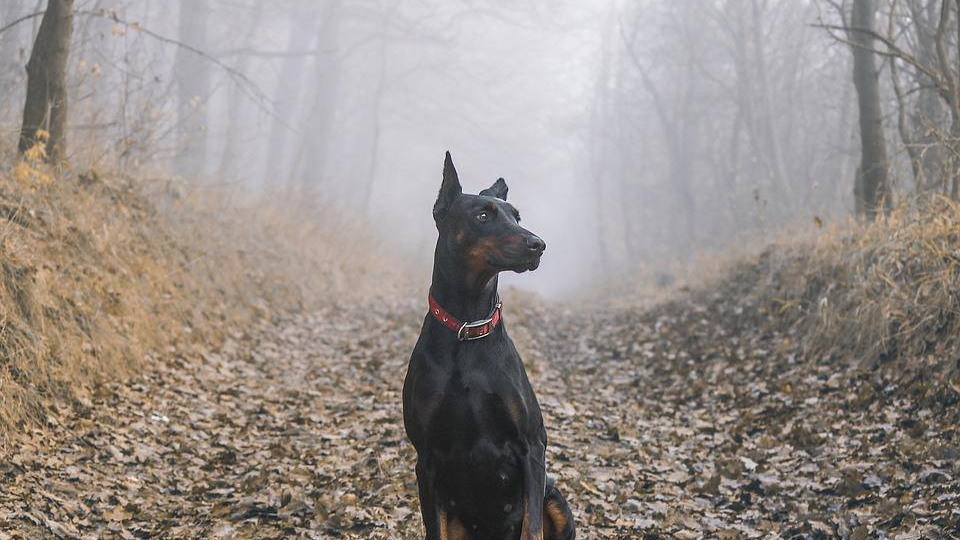 MBTI-Dog: ESTJ-Doberman