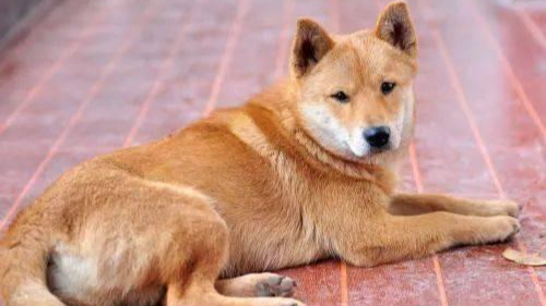 MBTI-Dog: INTJ-Chinese Pastoral Dog