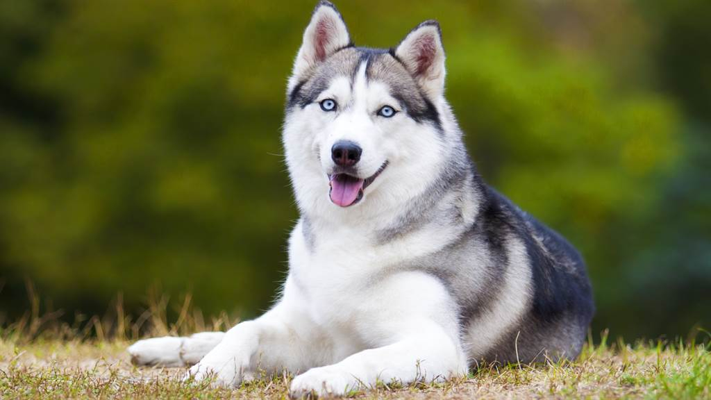 Anjing MBTI: ENTP-Husky