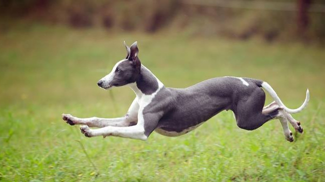 MBTI-Chien : INFP-Whippet