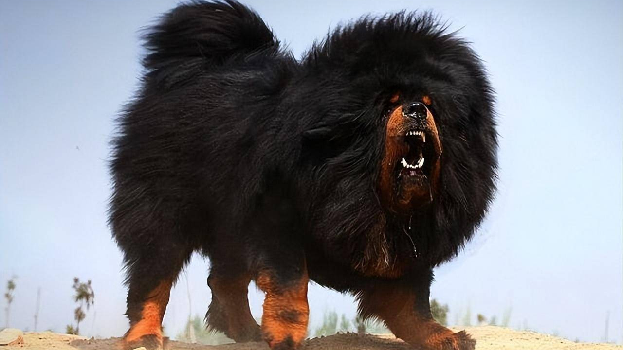 MBTI-Hund: ISFP-Tibetan Mastiff