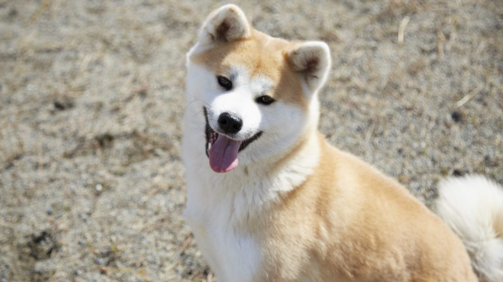 Cão MBTI: ESTP-Akita