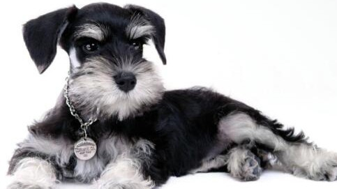 MBTI-Chien : INTP-Schnauzer