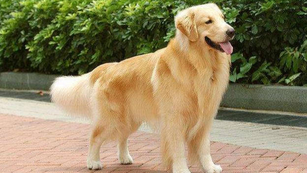 MBTI-perro: INFJ-golden retriever