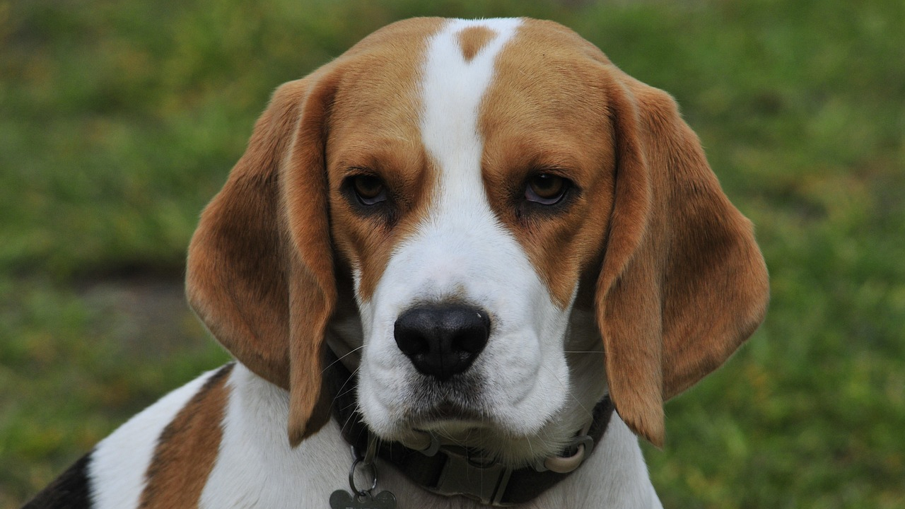 MBTI-Dog: ISTJ-Beagle