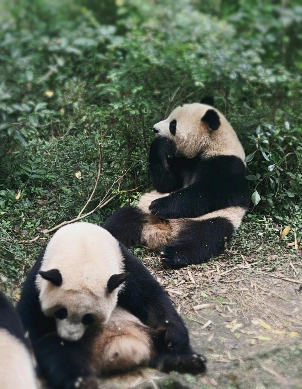 谭松韵最喜欢的动物图片