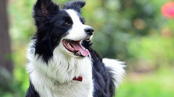 Anjing MBTI: ENTJ-Border Collie